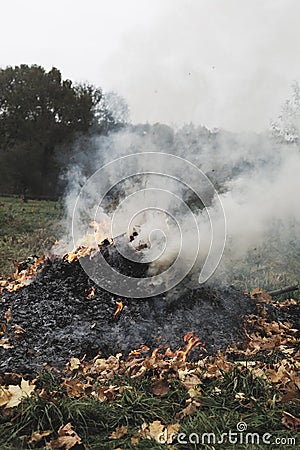 Burning natural biomass made of tree leaves Stock Photo