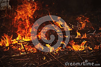Burning old dry grass in garden. Destruction of green spaces. Danger to the ozone layer. Natural disaster Stock Photo