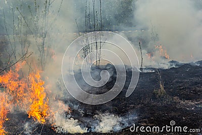 Burning old dry grass in garden. Flaming dry grass on a field. Forest fire. Stubble field is burned by farmer. Fire in Stock Photo