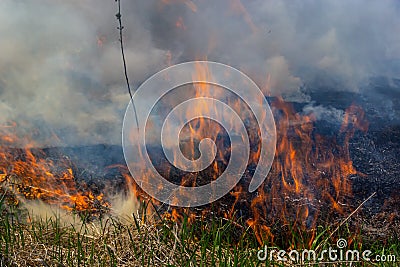 Burning old dry grass in garden. Flaming dry grass on a field. Forest fire. Stubble field is burned by farmer. Fire in Stock Photo