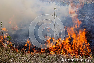 Burning old dry grass in garden. Flaming dry grass on a field. Forest fire. Stubble field is burned by farmer. Fire in Stock Photo