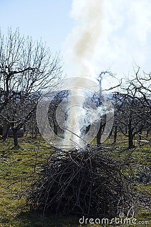 Burning pruned apple branch Stock Photo