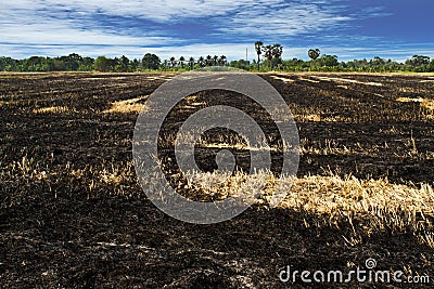 Burning rice field Stock Photo