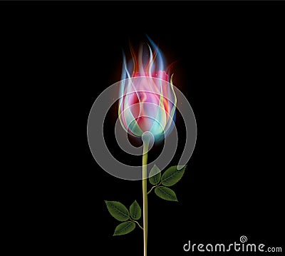 Burning rose flower, fire rose Vector Illustration