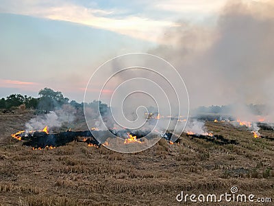 Burning of straw on the field Stock Photo