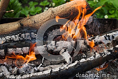Burning wood, bonfire in the barbecue in nature Stock Photo