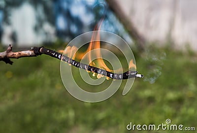 Burning wooden, thin stick on a background of green grass. Protect nature from fire Stock Photo