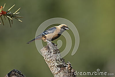 Burnished-buff tanager, Tangara cayana Stock Photo