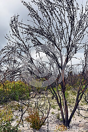 Burnt Australian trees regenerating after bushfire in heath Stock Photo
