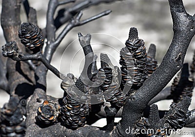 Burnt Banksia cones following a bushfire in Sydney, Australia Stock Photo