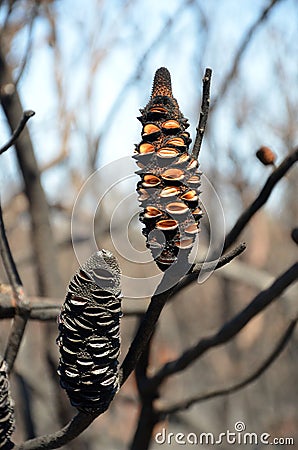 Burnt Banksia cones releasing seeds after bushfire Stock Photo