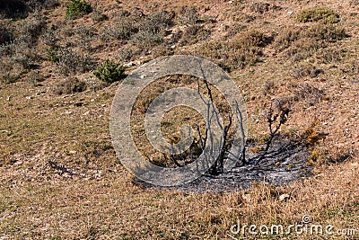 Burnt bush on the hillside Stock Photo