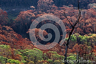 Burnt bush land after summer fires in Australia Stock Photo