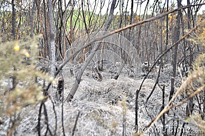 Burnt bushes, small trees, grasses and undergrowth after a heath fire Stock Photo