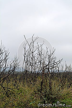 Burnt bushes Stock Photo