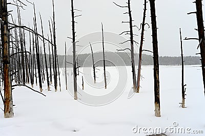 Burnt Douglas fir trees Yellowstone Winter Snow Stock Photo