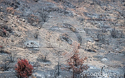 Burnt and dried trees and ground covered by ashes after wildfire in rural area Stock Photo