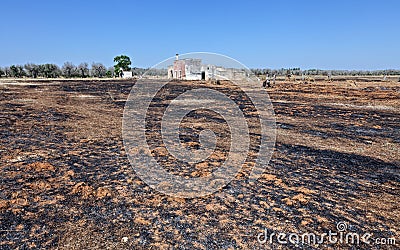 Burnt earth in place of a centuries-old olive grove killed by Xylella in the Salento countryside, Puglia. Editorial Stock Photo