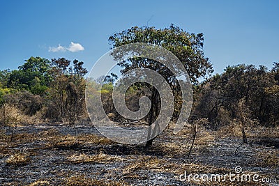 Burnt forest in Baluran National Park Stock Photo