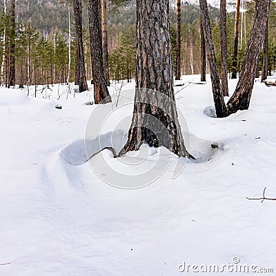 Burnt after a forest fire pine trunks covered with white snow Stock Photo