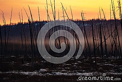 Burnt pine trunks after a forest fire Sunny sunset Stock Photo