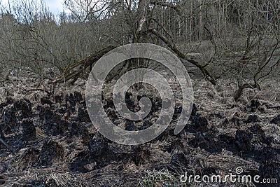 Burnt grass and charred bushes after fire Stock Photo
