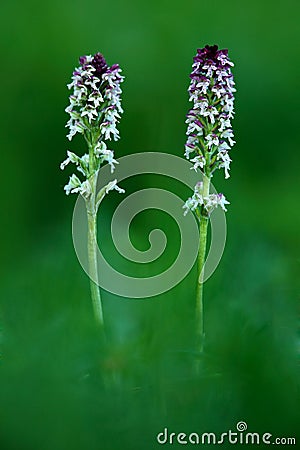 Burnt Orchid, Orchis ustulata, flowering European terrestrial wild orchid, nature habitat, detail of bloom, green clear background Stock Photo