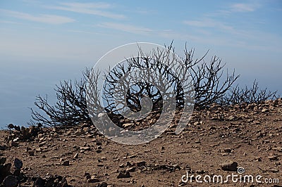 Burnt out bush after fire Stock Photo