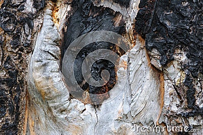 Burnt pine surface Stock Photo