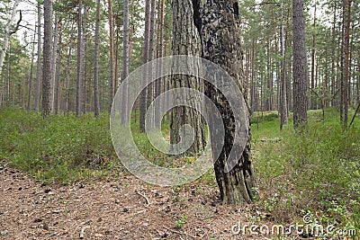 Burnt pine tree in pine forest Stock Photo