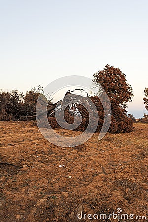 Burnt pine tree after a large fire in Mati, Greece Stock Photo