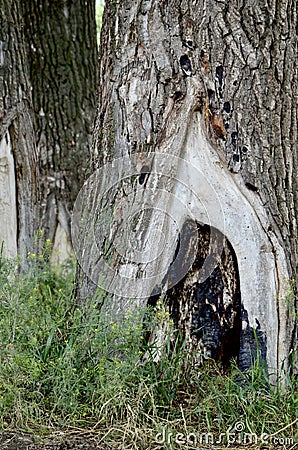 Burnt recess in the crack of the bark of the hollowed out trunk of the poplar tree from the ground. Stock Photo