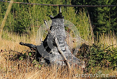 Burnt stump Stock Photo