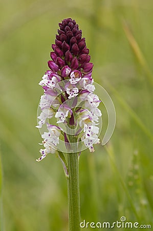 Burnt-tip Orchid Stock Photo