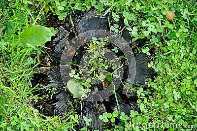 Burnt Tree Stump with Grass Stock Photo