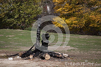 Burnt tree trunk in a middle of field Stock Photo