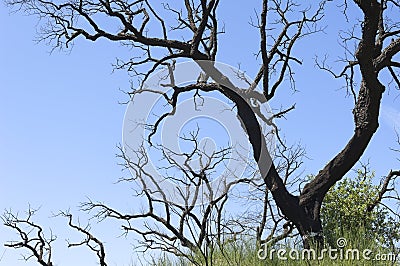 Burnt trees Stock Photo