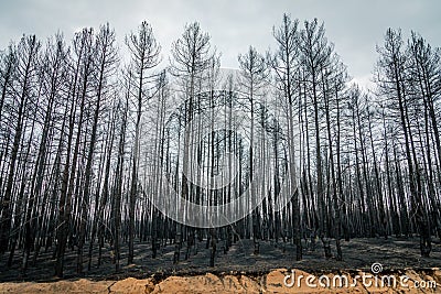 Burnt trees after a forest fire. Stock Photo