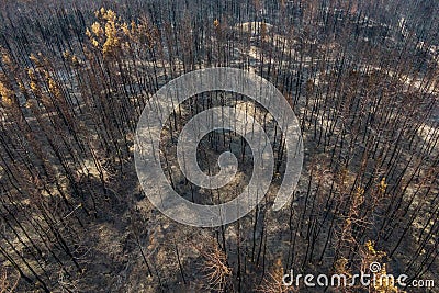 Burnt trees after a forest fire Stock Photo