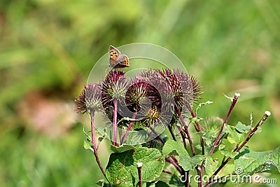 Burr plants in single bunch with colorful butterfly with orange wings and black spots surrounded with green leaves in local garden Stock Photo