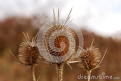 Burr of Teasel Comb (Dispacus sylvestris) Stock Photo