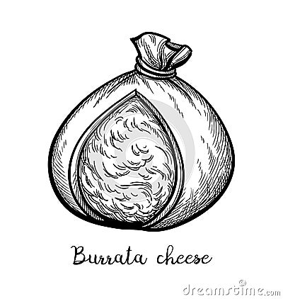 Burrata cheese ink sketch. Vector Illustration