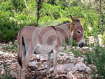 BURRO Stock Photo