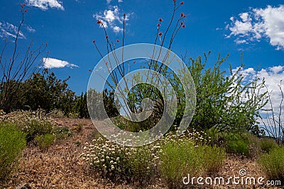 Burro Creek Wilderness Arizona Stock Photo