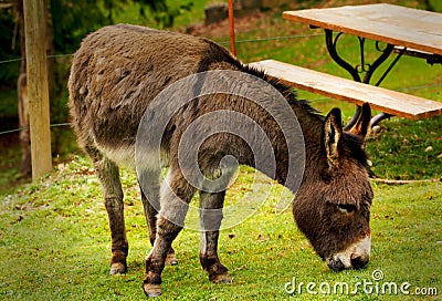 Cute Burro Stock Photo