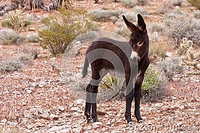 Burro Donkey Foal in Nevada Desert Stock Photo