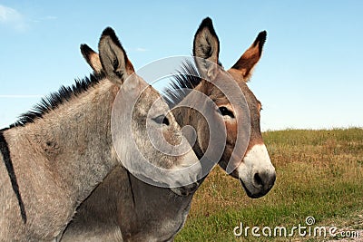 Burros in Custer State Park Stock Photo