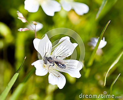 Burrowing Bee, Genus Andrena, on Meadowfoam, Limna Stock Photo
