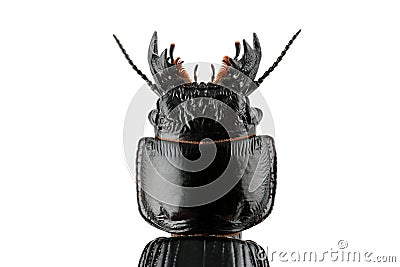 Burrowing ground beetle Stock Photo