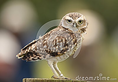 Burrowing Owl Stock Photo